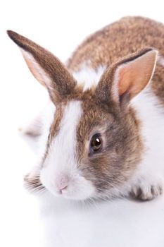 Cute little bunny, looking at camera, isolated on white background.