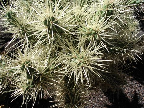 Cylindropuntia cactus with large spines