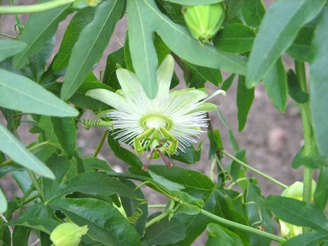 passion flower