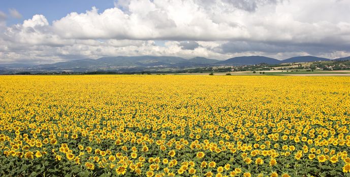 A beautiful field of sunflowers, in the south of France.