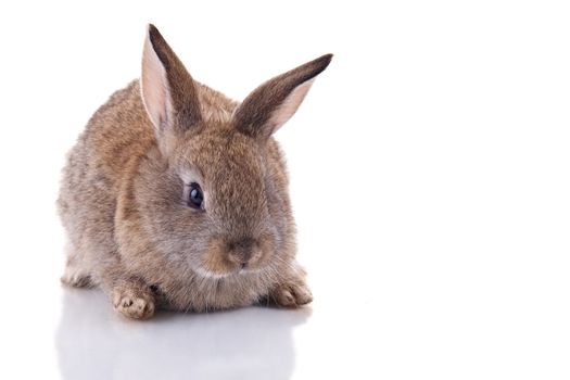 Cute bunny looking at the camera. Isolated on white with reflection.