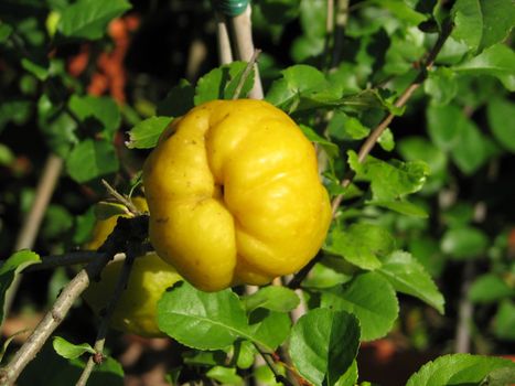 edible fruit of the flowering quince or Chaenomeles garden plant
