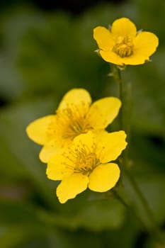 Three yellow flowers on a natural green background. Shallow depth of field.