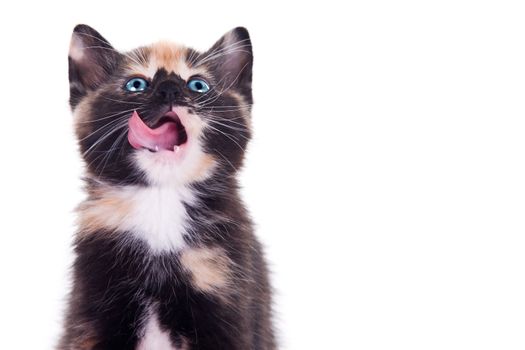 Cute baby kitten with tongue out. Isolated on white background.