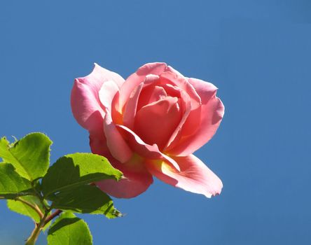 single pink rose