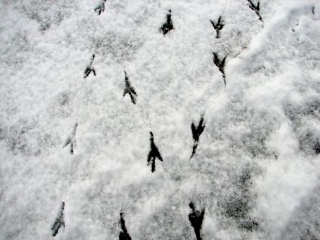 bird footprints in the snow