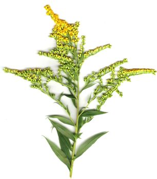 goldenrod flower, usable as medical herb