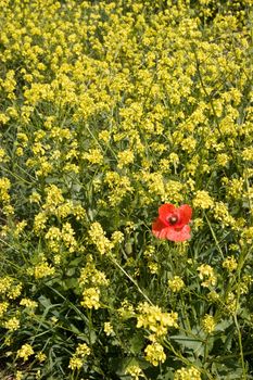 A red poppy in the middle of many yellow flowers.