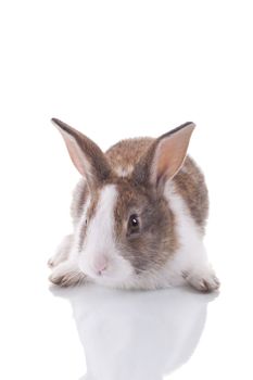 Cute bunny looking at the camera. Isolated on white with reflection.