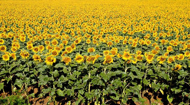 Bright yellow sunflower field. Natural pattern.