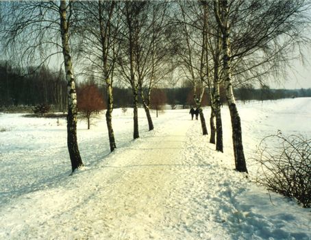 Landscape showing a way with snow between birch trees