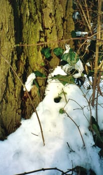 snow covering the base of a tree