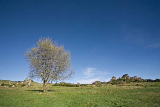 Photo of a lonely tree on a pasture field.