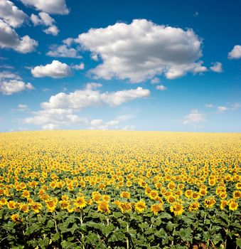 Bright yellow sunflower field with deep blue sky and fluffy clouds.