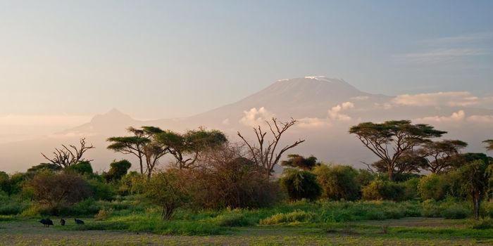 Kilimanjaro at Sunrise. View from Amboseli, Kenya