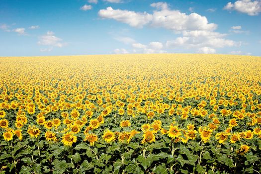 Bright yellow sunflower field with deep blue sky and fluffy clouds.