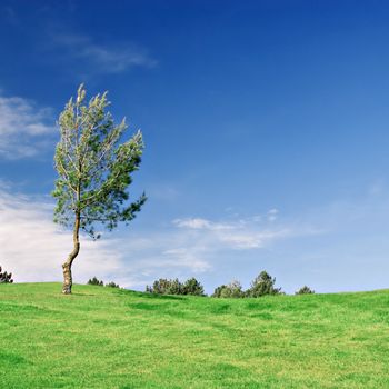 Tree in green field with deep blue sky. Copy space.