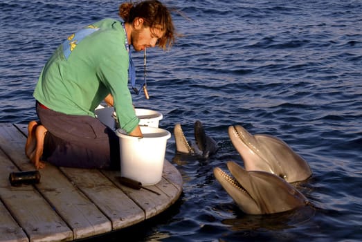 dolphins trainer in the red sea in Israel   