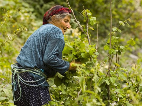 Turkish woman working in the field