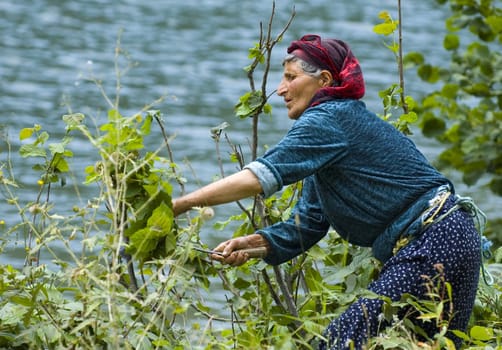 Turkish woman working in the field