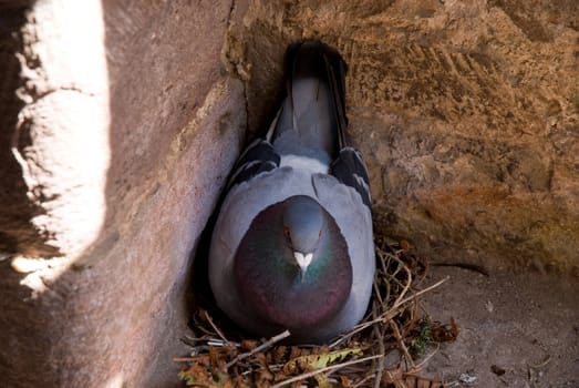Rock Pigeon nesting in castle wa