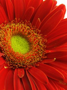 Close-up of a gerbera daisy isolated on white