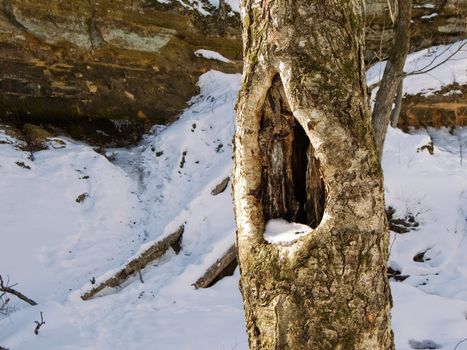 Hole in a tree for an owl 