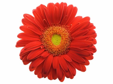 Red gerbera daisy isolated on a white background