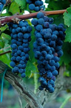 Brunch of grapes in villge in north Israel