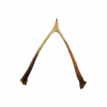 Wishbone isolated on a white background