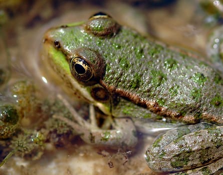 Close up on frog in a swamp
