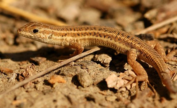 Close up on lizard in the field