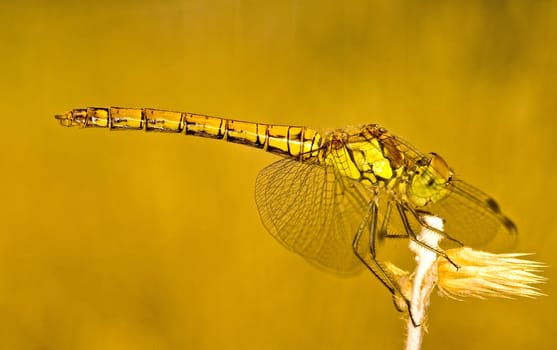 Close up on dragonfly in the field