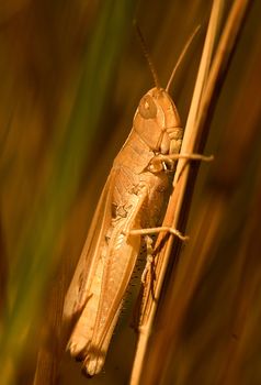 close up on grasshopper in the field