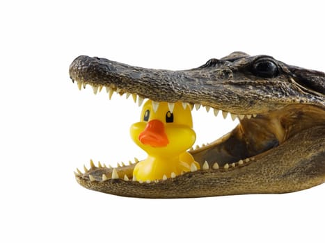 Alligator with a small duck in its mouth, isolated on white