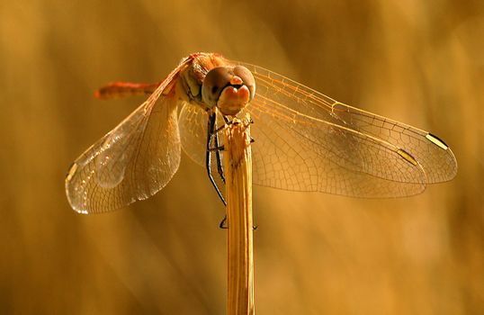 Close up on dragonfly in the field