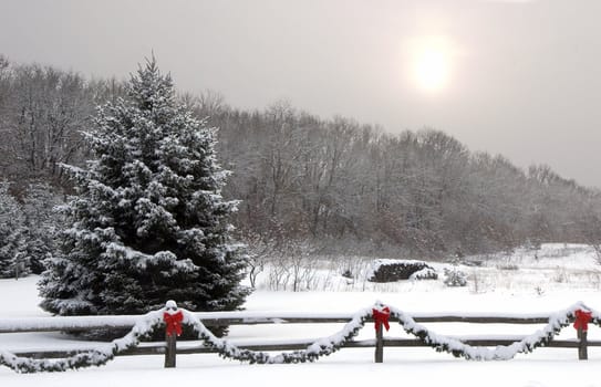 Fresh snowfall on a pine tree and forest with a seasonally decorated fence in the foreground