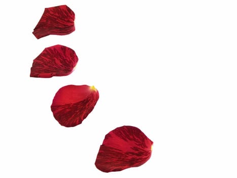 Four rose petals isolated on a white background