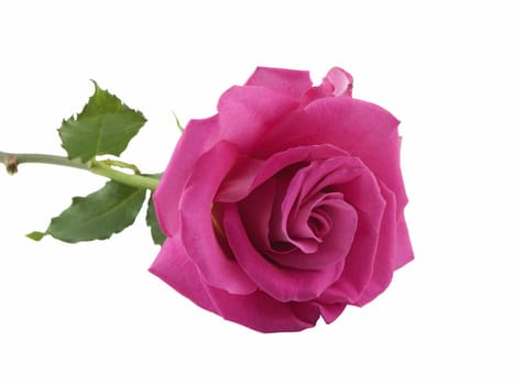 Single pink rose isolated on a white background