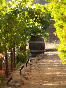 This old wine barrel was sitting in a vineyard in Napa Valley. 