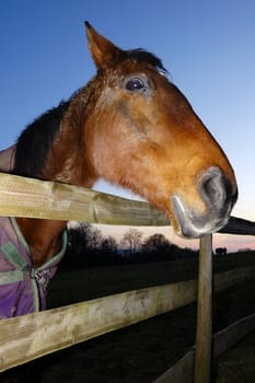 A chestnut horse, looking hopefully over the fence in the evening light.