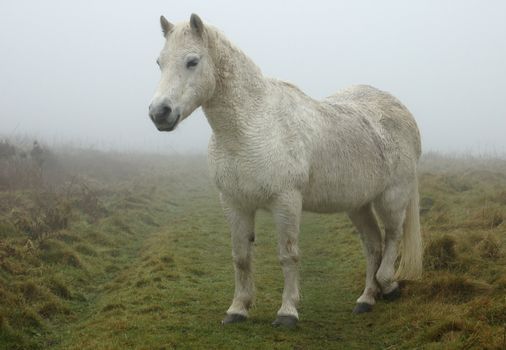 A solitary white horse in the mist on a moor