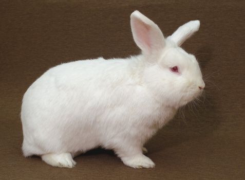 A large New Zealand White rabbit (albinoa) on a plain brown background.