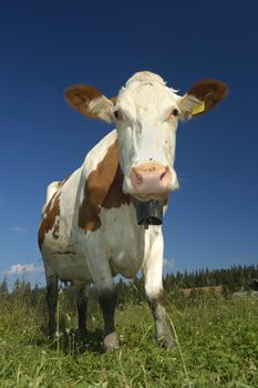 A Swiss dairy cow, with the traditional bell around her neck, high in the pastures of the Jura mountains. A little bit of mountain scenery can be seen behind.