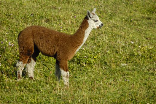 A cria (the correct name for a baby llama) eating grass