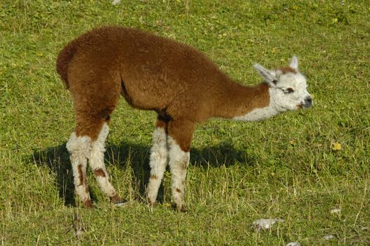 A cria (the correct name for a baby llama) eating grass with a little grin on its baby face. Space for text below his (her?) face.