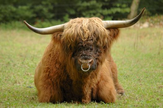 A full-frontal view of a bull (ox) of the Scottish  Highland cattle breed. Flies on his nose. Known as the 'Hairy coo' in Scotland.
