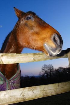 A chestnut horse, looking over the fence with a faint smile on its face. A small half-moon hangs in the sky behind.