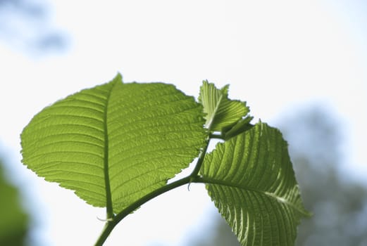 Close-up to fresh leaves