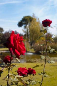 a red rose flower in a desfocused garden